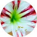 salwa javed ali profile picture